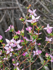 Boronia
