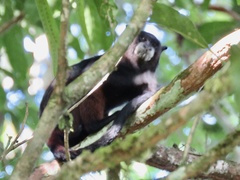 Saguinus fuscicollis