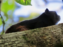 Saguinus fuscicollis