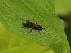 Auplopus carbonarius