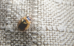 Peltoschema hamadryas