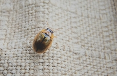 Peltoschema hamadryas