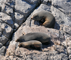 Arctocephalus