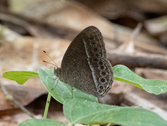 Mycalesis janardana