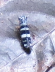 Membracoidea