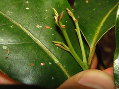 Cryptocarya glaucescens