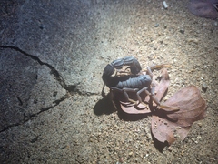 Parabuthus transvaalicus