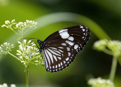 Euploea radamanthus