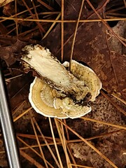 Trametes villosa