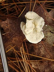 Trametes villosa