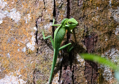 Bronchocela cristatella