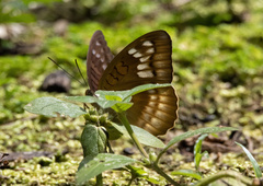 Tanaecia iapis