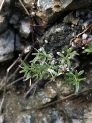 Galium angustifolium