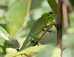 Bronchocela cristatella