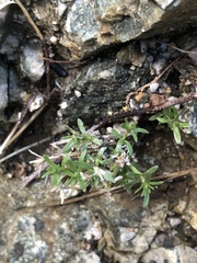 Galium angustifolium
