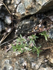 Galium angustifolium