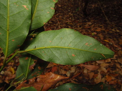 Cryptocarya glaucescens