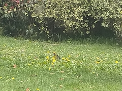 Platycercus caledonicus