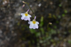Utricularia striatula