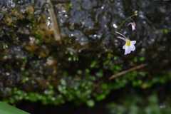 Utricularia striatula