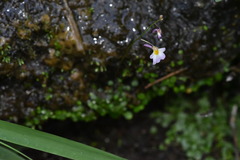 Utricularia striatula