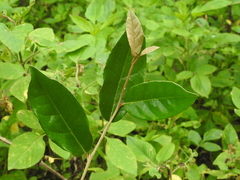 Elaeagnus formosana