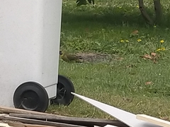 Platycercus caledonicus