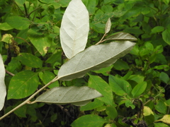 Elaeagnus formosana