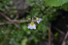 Utricularia striatula