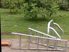 Platycercus caledonicus