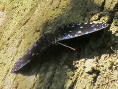 Hamadryas laodamia