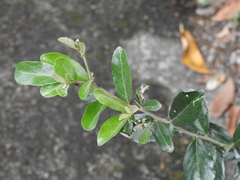 Elaeagnus oldhamii