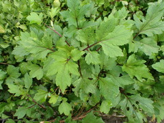 Artemisia lactiflora