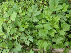 Artemisia lactiflora