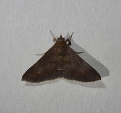 Hypospila bolinoides