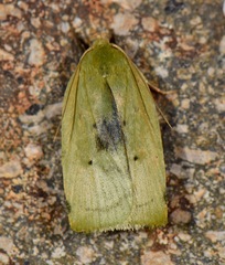 Stenoma byssina