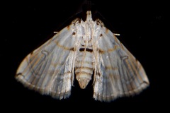 Neurophyseta camptogrammalis