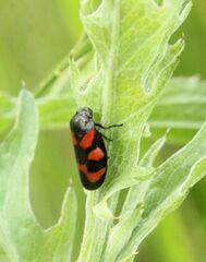 Cercopis vulnerata