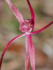 Caladenia filamentosa