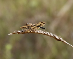 Rhyothemis graphiptera