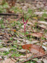 Caladenia filamentosa