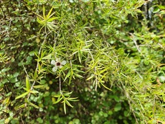 Kunzea ericoides