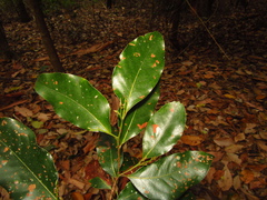 Cryptocarya glaucescens