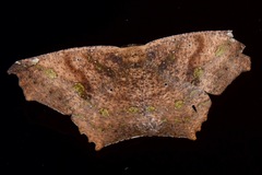 Paragonia procidaria