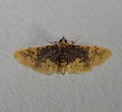 Cynaeda