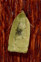 Stenoma byssina