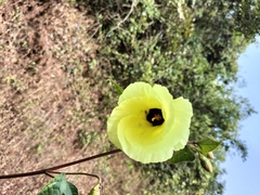 Hibiscus tiliaceus