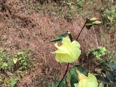 Hibiscus tiliaceus