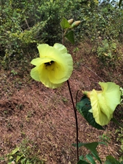 Hibiscus tiliaceus