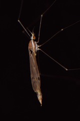 Gonomyia